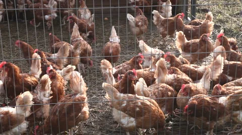 Egg laying chickens in a caged pen Stock Footage 941805
