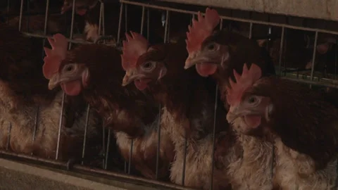 Egg laying chickens in crowded battery cages. Stock Footage 153811659