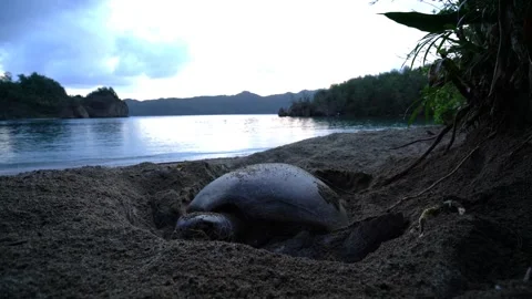The Egg-Laying Green Sea Turtle of Ogasawara Stock Footage 332766480