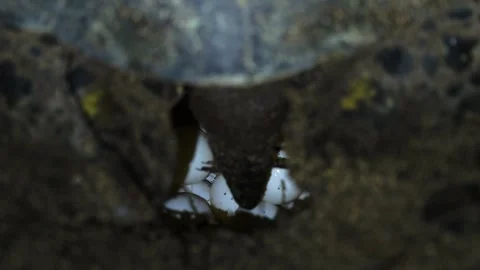 The Egg-Laying Green Sea Turtle of Ogasawara Stock Footage 332766499