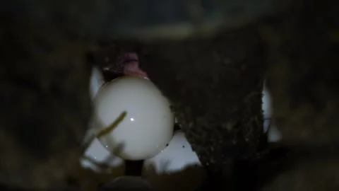 The Egg-Laying Green Sea Turtle of Ogasawara Stock Footage 332766513