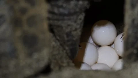 The Egg-Laying Green Sea Turtle of Ogasawara Stock Footage 332766568