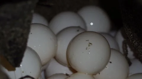 The Egg-Laying Green Sea Turtle of Ogasawara Stock Footage 332766590