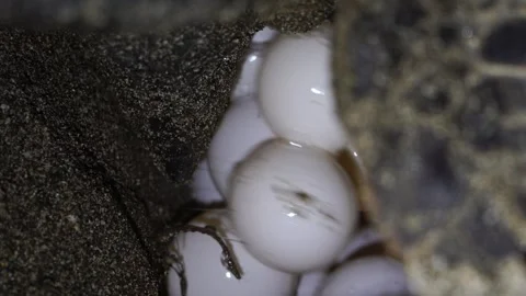 The Egg-Laying Green Sea Turtle of Ogasawara Stock Footage 332766608