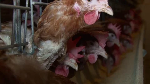 Egg-laying hens in cage Stock-Footage 48807515