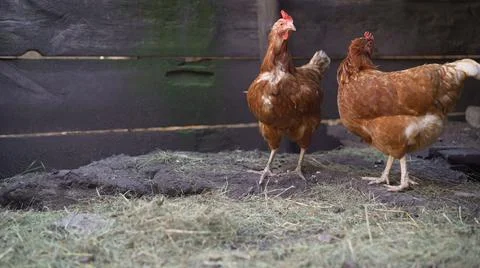 Egg laying hens at free range farm. Brown hens on the farm in spring. Stock Photos