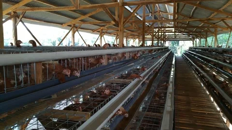 Egg-Laying Hens Inside a Large Coop 库存影片 303625397