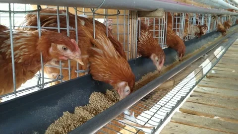 Egg-Laying Hens Inside a Large Coop Part 2 库存影片 303625552