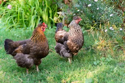 Egg laying hens in the yard Stock Photos