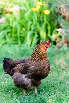 Egg laying hens in the yard Stock Photos