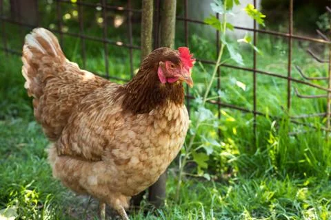 Egg-laying hens in the yard Foto stock