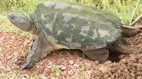 Egg laying snapping turtle 스톡 동영상 24789009