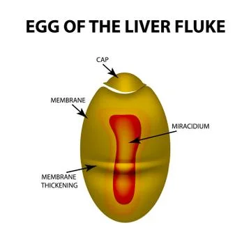 Egg of the liver fluke. infographics. Vector illustration on isolated background Illustrazione stock