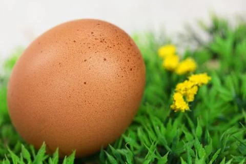 Egg on meadow Stock Photos