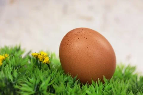 Egg on meadow Stock Photos