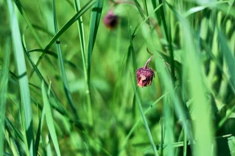 Egg mosaic, pattern - bug eggs on a beautiful purple flower among fresh grass. 스톡 사진