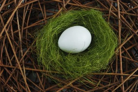 Egg in a nest over branches Stock Photos