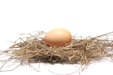 Egg on Nest Stock Photos