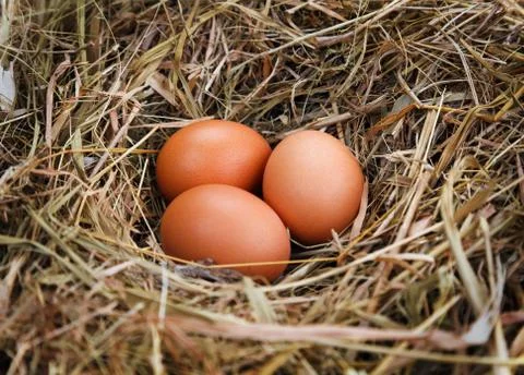 Egg in a nest Foto stock