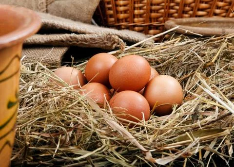 Egg in a nest Stock Photos