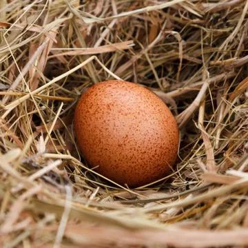 Egg in the nest Stock Photos