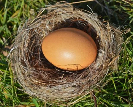 Egg nest Stock Photos