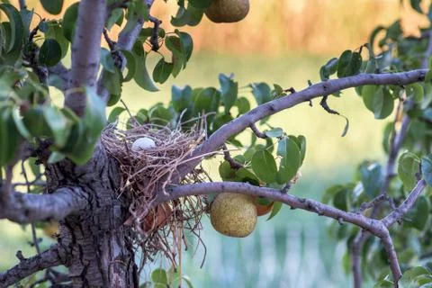 Egg in a nest Stock Photos