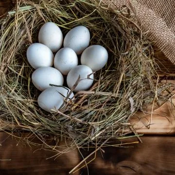 Egg in the nest Stock Photos
