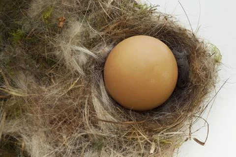 Egg in a nest Stock Photos
