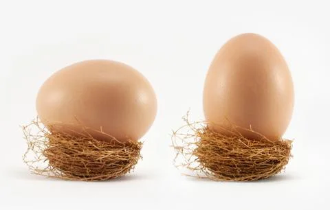 Egg in nest on white Stock Photos