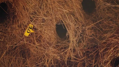 Egg nests in africa 스톡 동영상 150871404