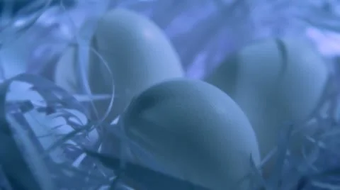 Egg in next, Slow Motion Stock Footage 9290692