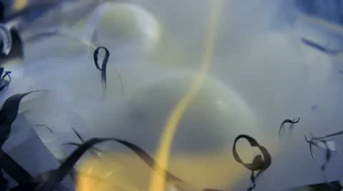 Egg in next, Slow Motion Stock Footage 9290752