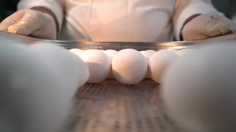 Egg oven baked egg Stock-Footage 268483371