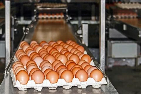 Egg packaging line 3 Stock Photos