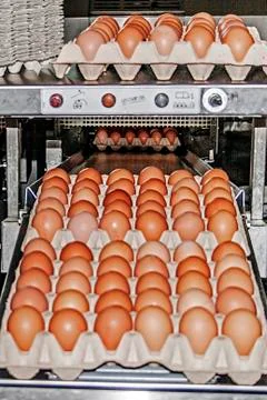 Egg packaging line 5 Stock Photos