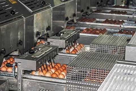 Egg packaging lines 1 Fotos de archivo