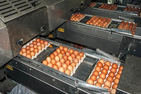 Egg packaging lines 3 Stock Photos