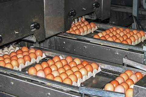 Egg packaging lines 4 Stock Photos