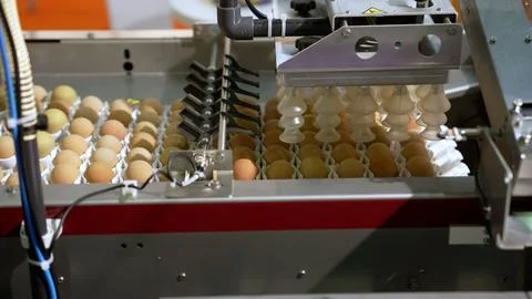 Egg packaging machine processing fresh chicken eggs in a food processing plant Foto stock