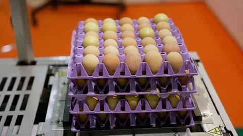 Egg packaging process in food processing plant conveyor belt Foto stock