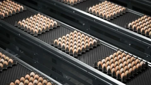 Egg packing factory. Egg boxes or cartons filled with eggs on a production line. Vidéo 202281719
