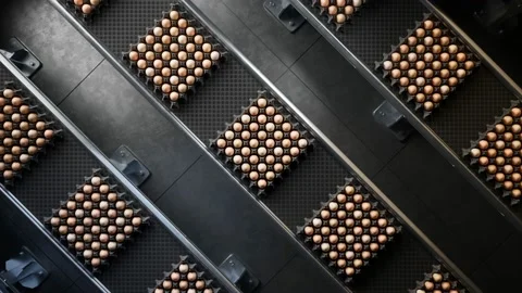 Egg packing factory. Egg boxes or cartons filled with eggs on a production line. Stock Footage 202281865