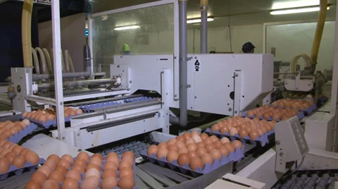 Egg packing plant Stock Footage 36350213
