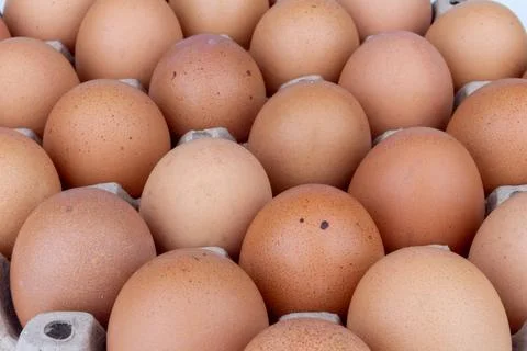 Egg panel isolated on white background Stock Photos