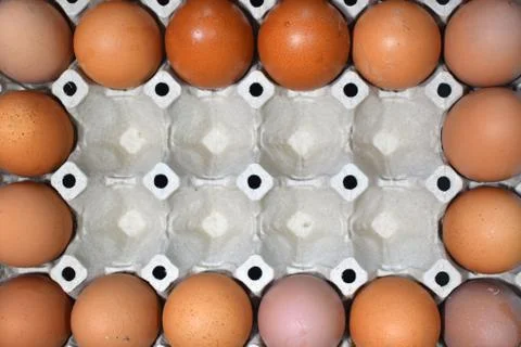 Egg panel Top View Background Stock Photos