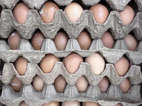 Egg in Pattern Stock Photos