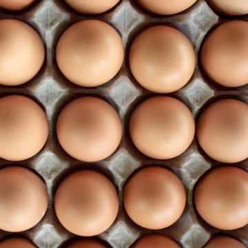 Egg Stock Photos