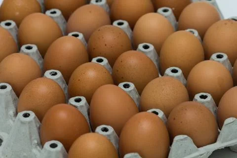 Egg Stock Photos