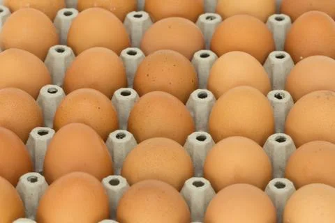 Egg Stock Photos